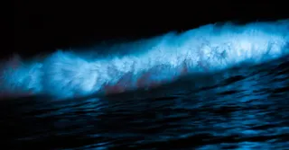 Bioluminiscencia en Martinica: dónde ver el agua brillar de noche