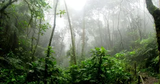 French Guiana in the Rainy Season: What to Do When It Rains (Field Guide)