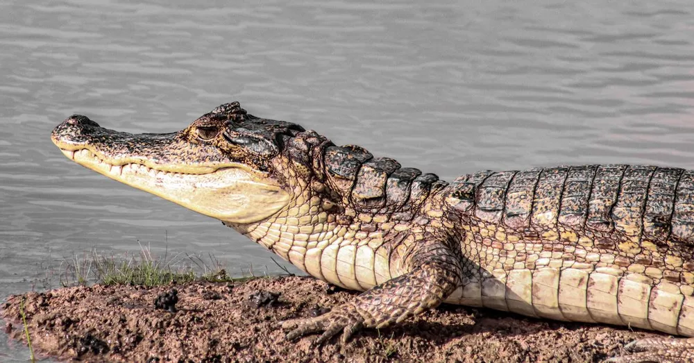 Macouria et Montsinery : crocodiles, zoo et table de l'Ouest cayennais