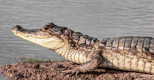 Macouria et Montsinery : crocodiles, zoo et table de l'Ouest cayennais