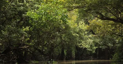 Las playas de la Guayana Francesa: guía de los lugares de Cayena al oeste