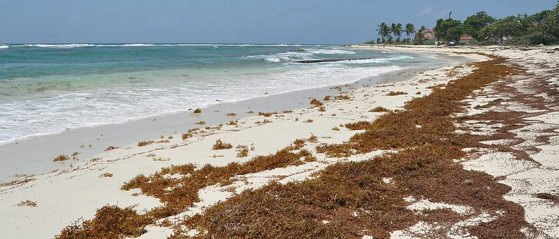 Sargasses brunes echouees en cordon sur une plage de sable blanc de Guadeloupe, en bord de mer turquoise
