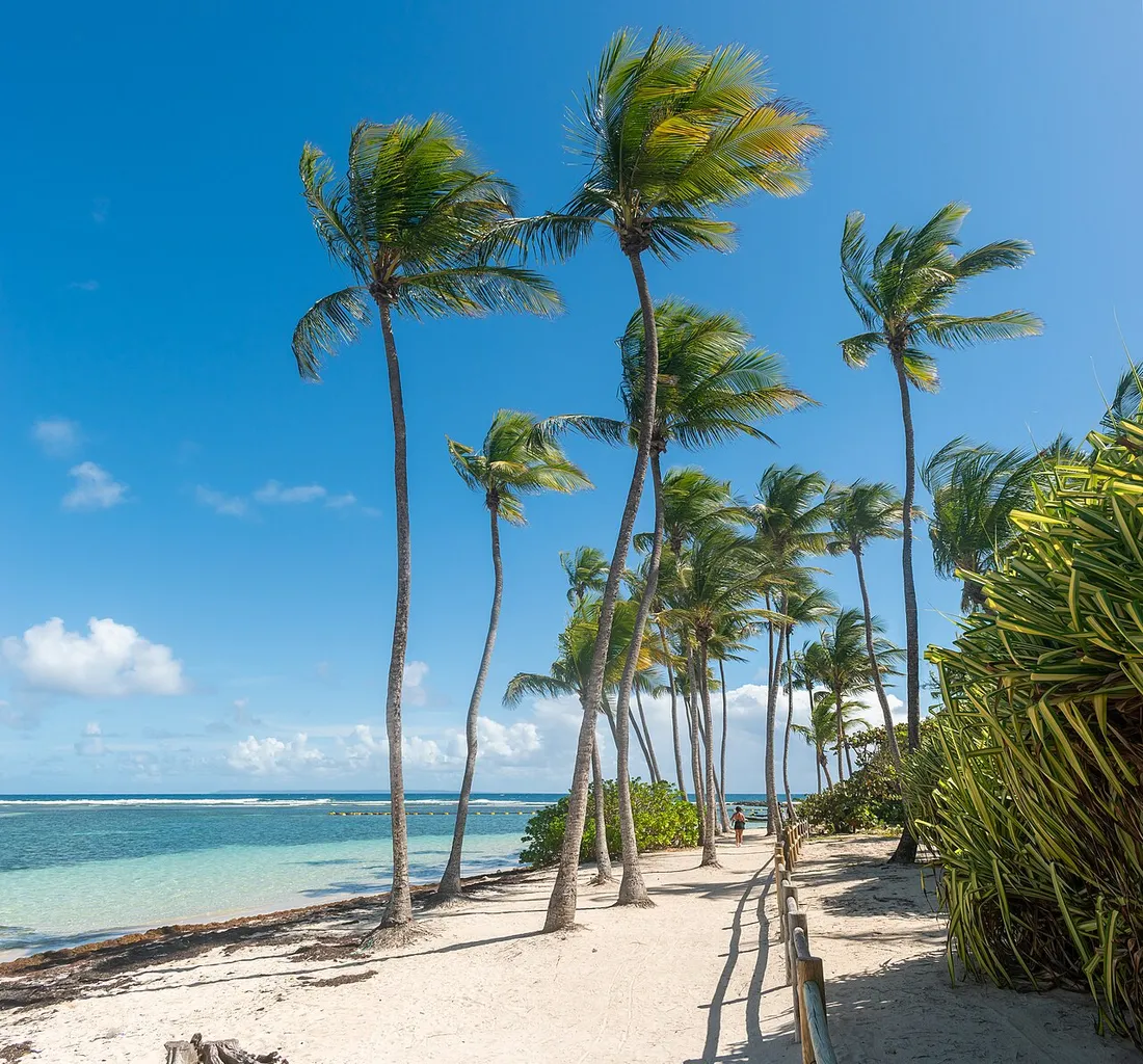 Plage de la Caravelle à Sainte-Anne en Guadeloupe, cocotiers et eau turquoise, destination touristique prisée des visiteurs