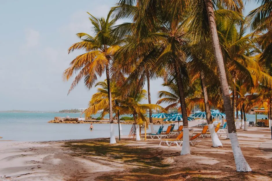 Plage de sable bordée de cocotiers avec transats et parasols en Guadeloupe, ambiance de la saison balnéaire à Saint-François