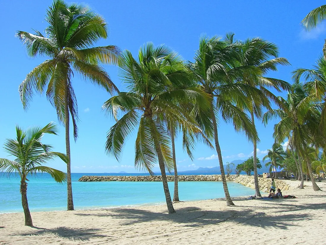Plage de Sainte-Anne en Guadeloupe bordée de cocotiers face au lagon turquoise, exemple de destination de location saisonnière