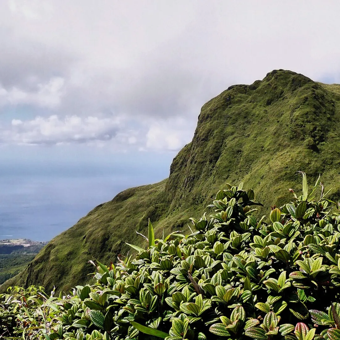 Crête verdoyante de la Montagne Pelée dominant la mer, dans le Nord montagneux de la Martinique