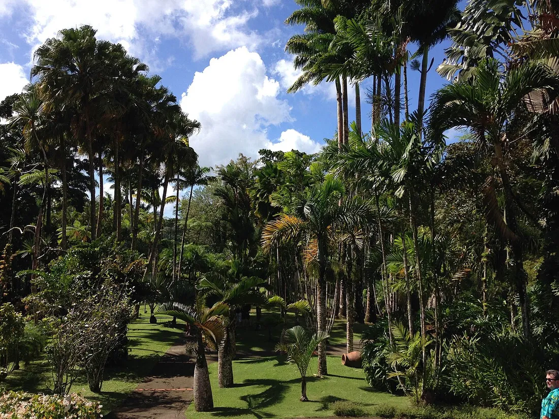 Vue d'ensemble du Jardin de Balata en Martinique : palmiers, pelouse soignee et ciel bleu