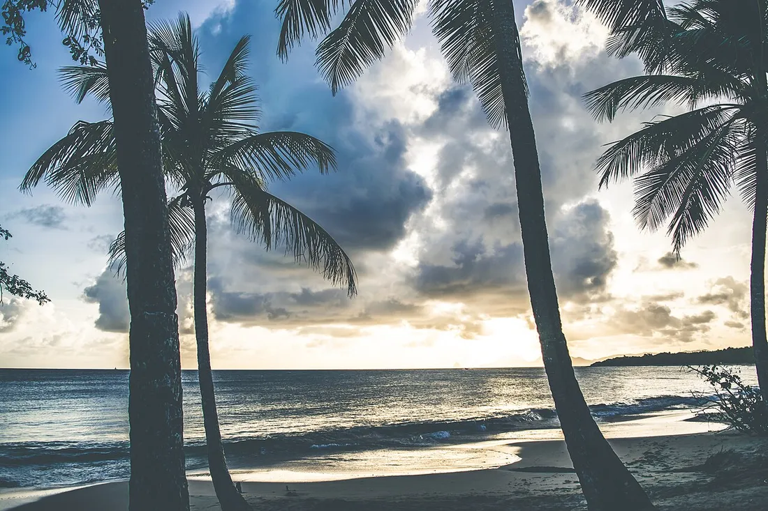 Silhouettes de cocotiers au coucher du soleil sur la plage des Salines en Martinique, cadre idéal pour un séjour romantique