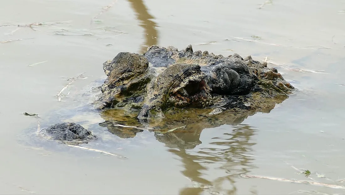 Tête d'un caïman noir émergeant à la surface de l'eau, espèce emblématique du marais de Kaw