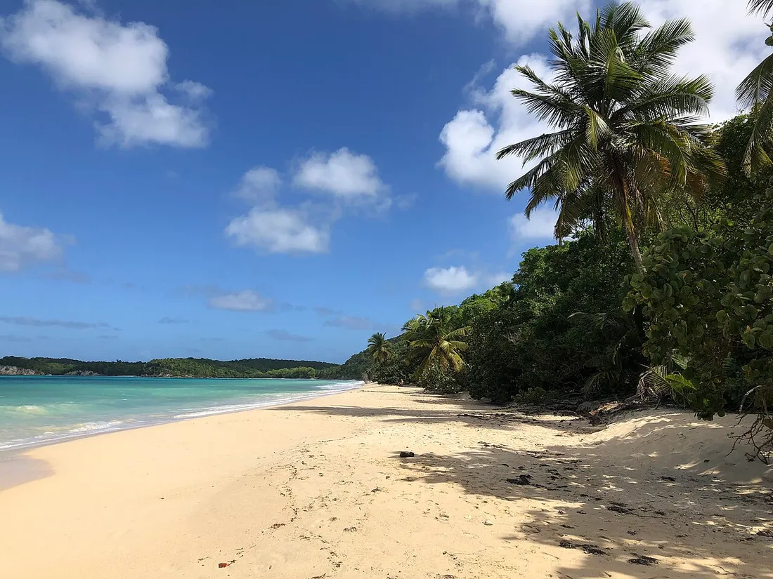 Plage de Folle Anse à Marie-Galante : anse tranquille de sable doré avec cocotiers penchés et eaux calmes