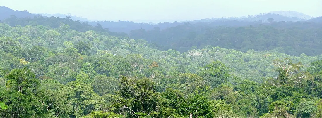 Canopée de la forêt tropicale guyanaise s'étendant sur les collines, paysage traversé par les sentiers de randonnée