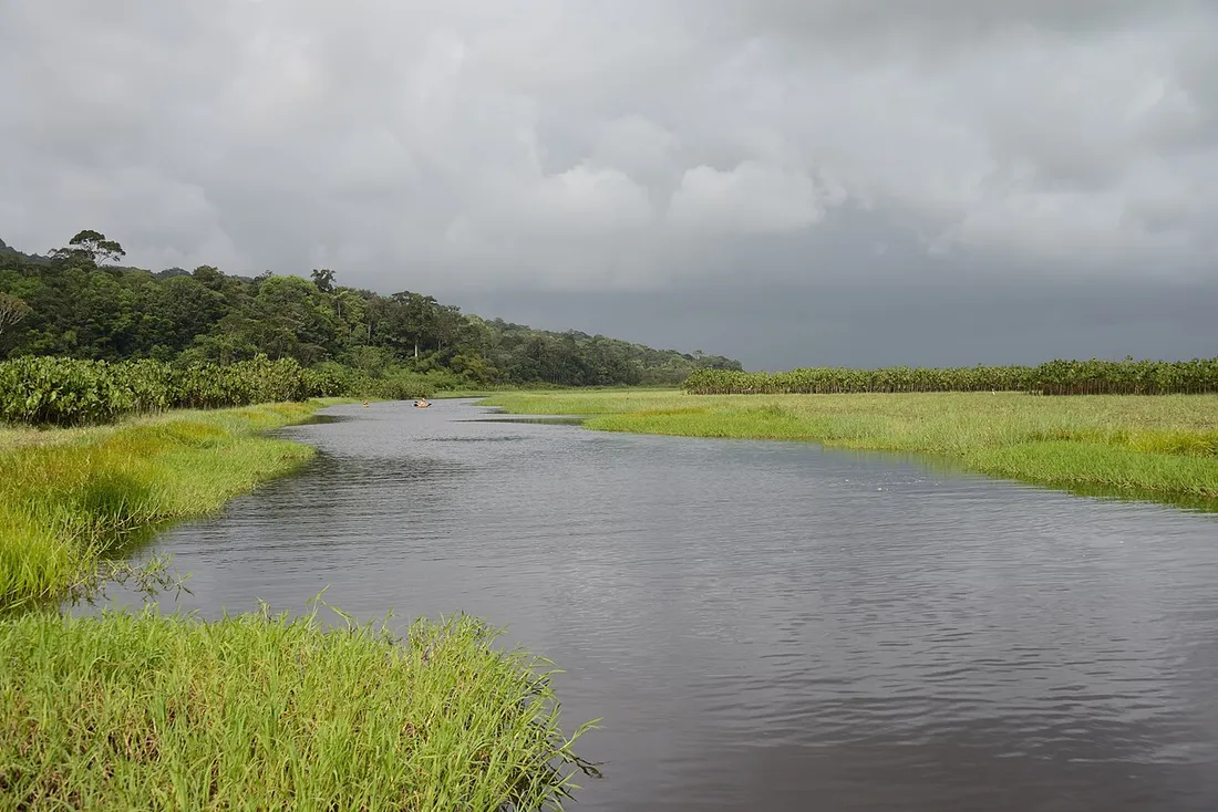 Chenal d'eau serpentant entre les herbes et la forêt des marais de Kaw, en Guyane, sous un ciel chargé