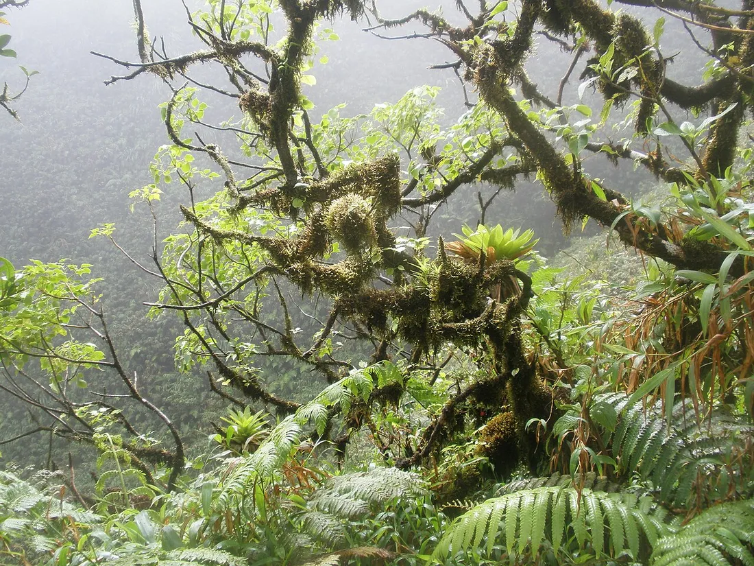 Forêt d'altitude humide et brumeuse sur les pentes de la Montagne Pelée, le long du sentier de l'Aileron en Martinique