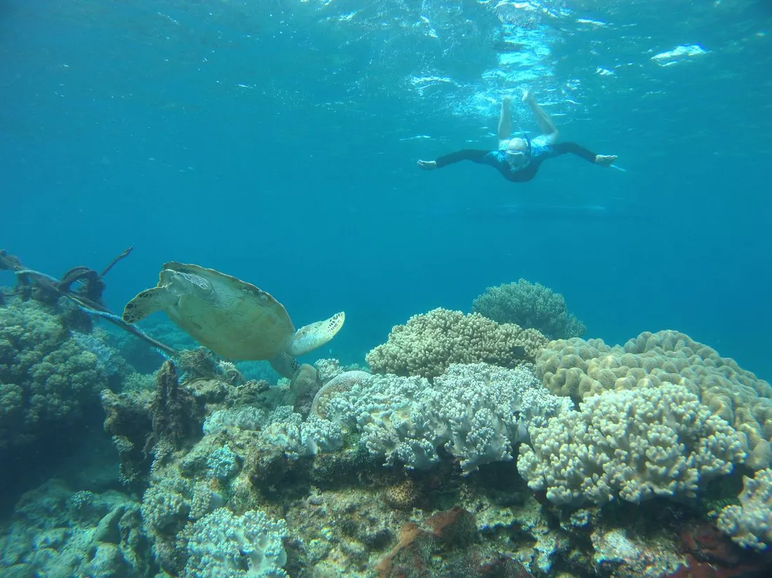 Personne en palmes et masque nageant en surface au-dessus d'une tortue marine glissant le long d'un récif corallien dans une eau turquoise