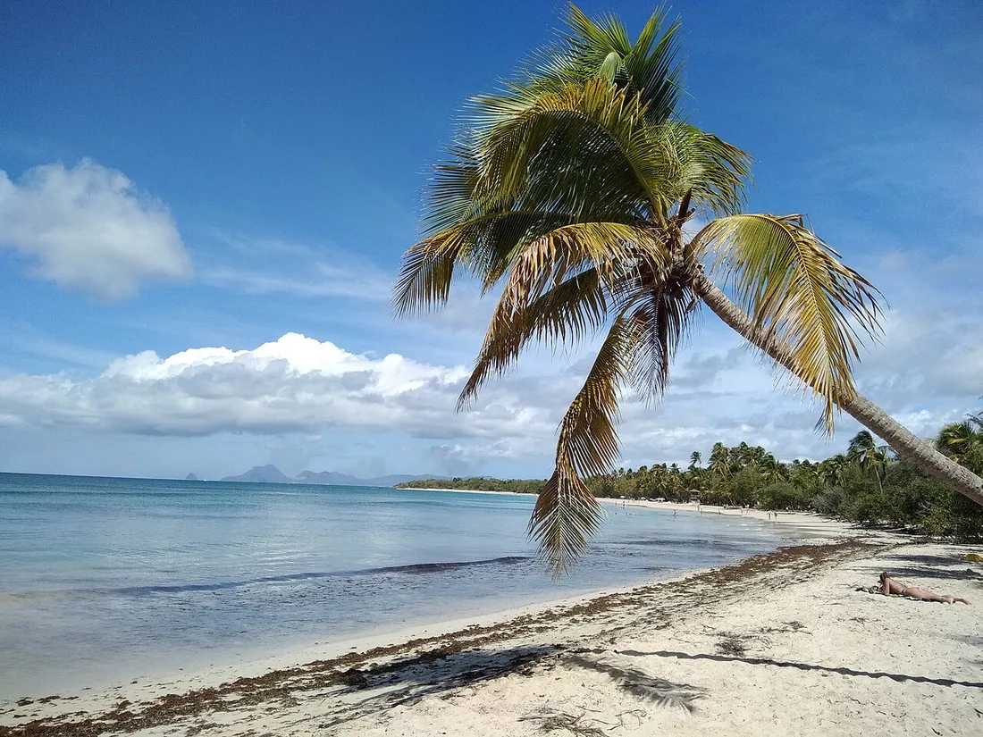 Cocotier penché et sable blanc de la Grande Anse des Salines, plage emblématique du sud de la Martinique