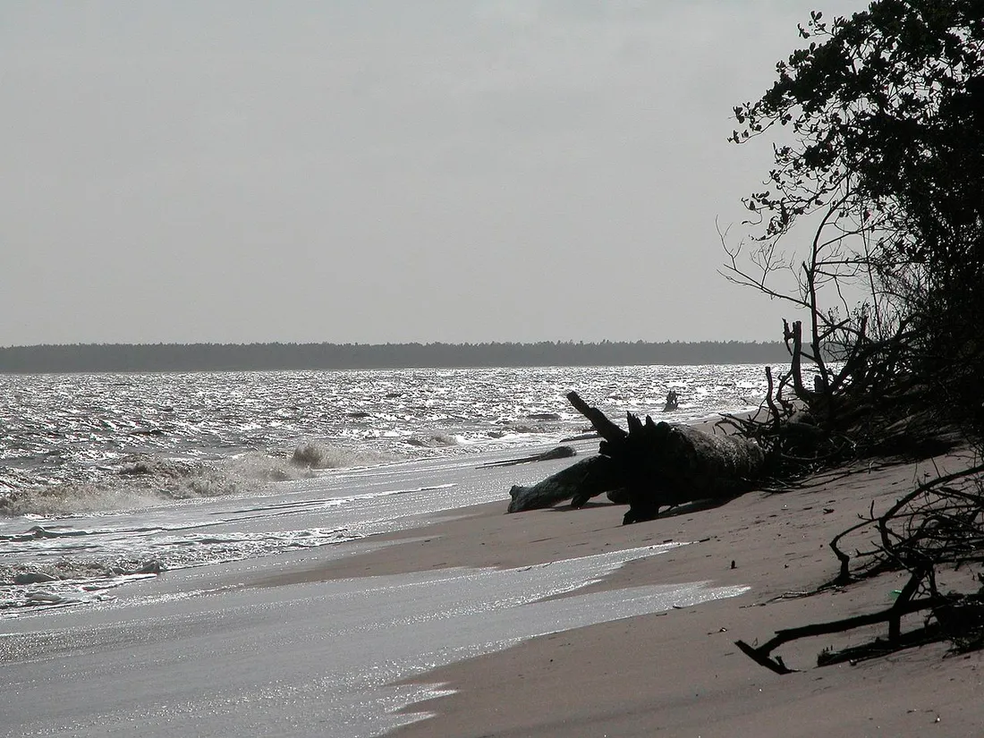 Plage d'Awala-Yalimapo en Guyane, littoral atlantique de sable bordé de bois flotté et de mangrove sous une lumière argentée