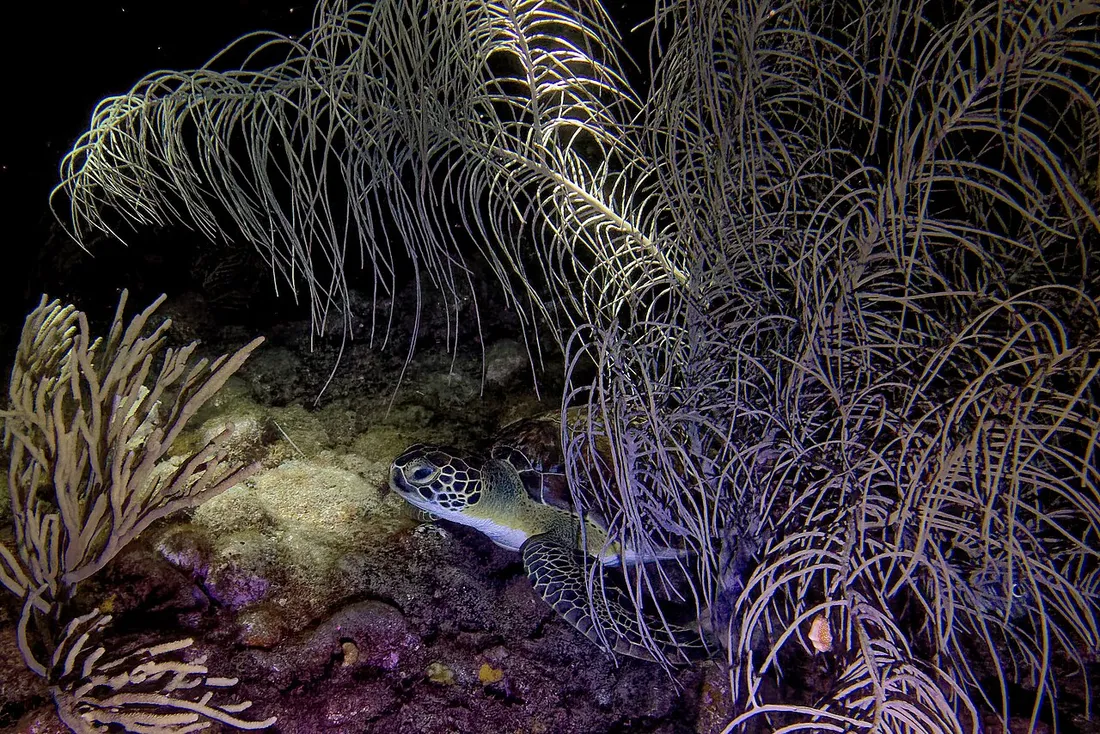 Tortue marine au repos sous des gorgones pendant une plongee de nuit a Malendure, en Guadeloupe