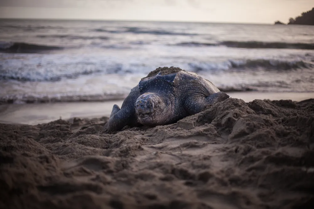 Tortue luth adulte remontée sur une plage au crépuscule après avoir recouvert son nid, la mer en arrière-plan