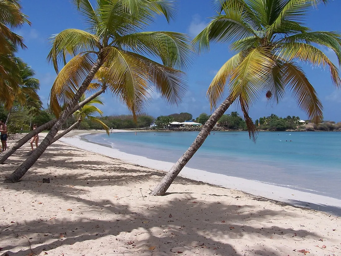 Plage des Salines en Martinique sous un grand soleil, sable blanc, cocotiers penchés et eau turquoise pendant la saison sèche