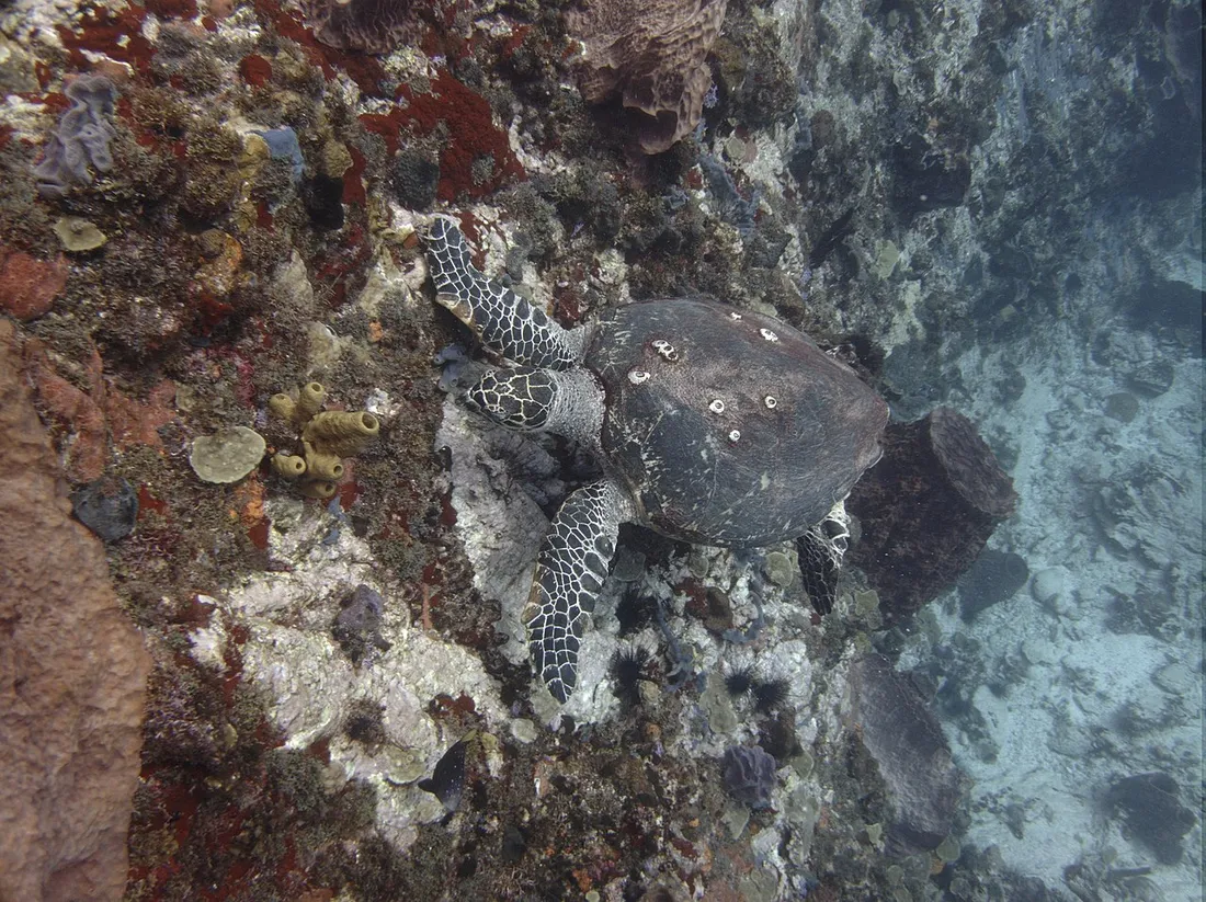 Tortue imbriquée nageant sur un récif corallien en Martinique