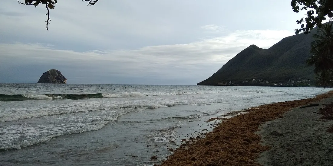 Ligne de sargasses échouées le long du rivage de la plage du Diamant en Martinique, avec le Rocher du Diamant à l'horizon