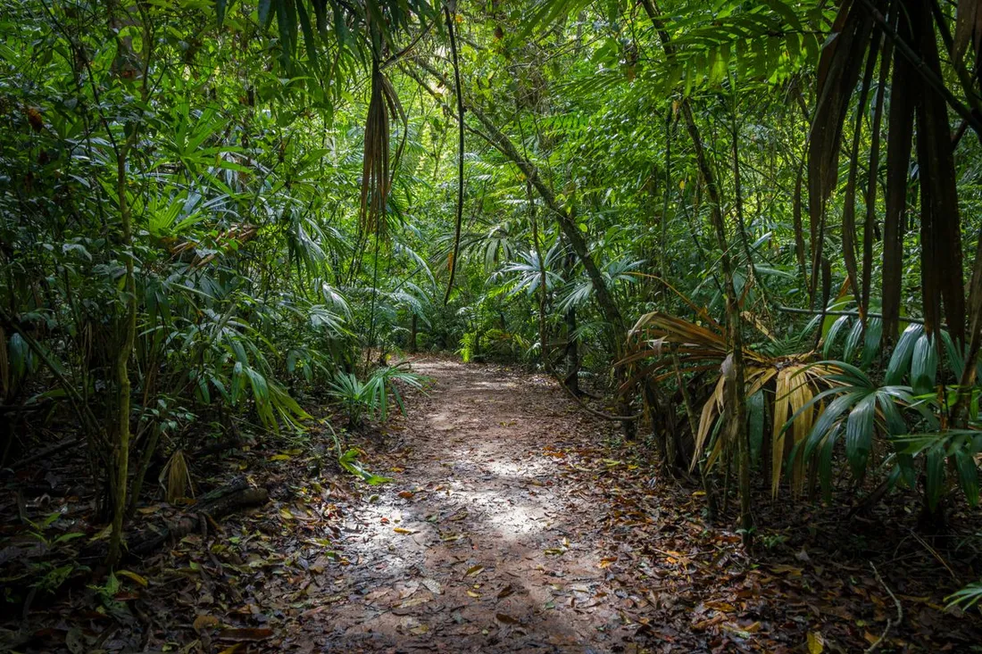 Sentier de terre serpentant à travers la forêt tropicale dense, idéal pour une randonnée nature près de Cayenne