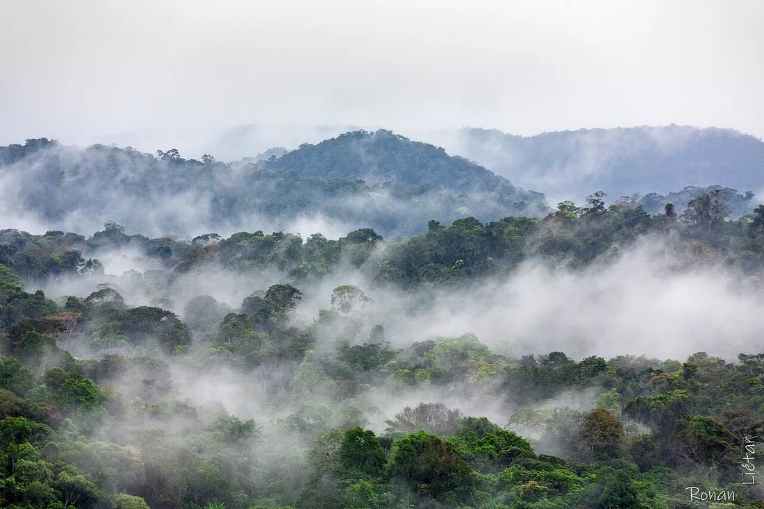 Canopée de la forêt amazonienne de Guyane noyée dans la brume matinale, vue panoramique sur les collines boisées