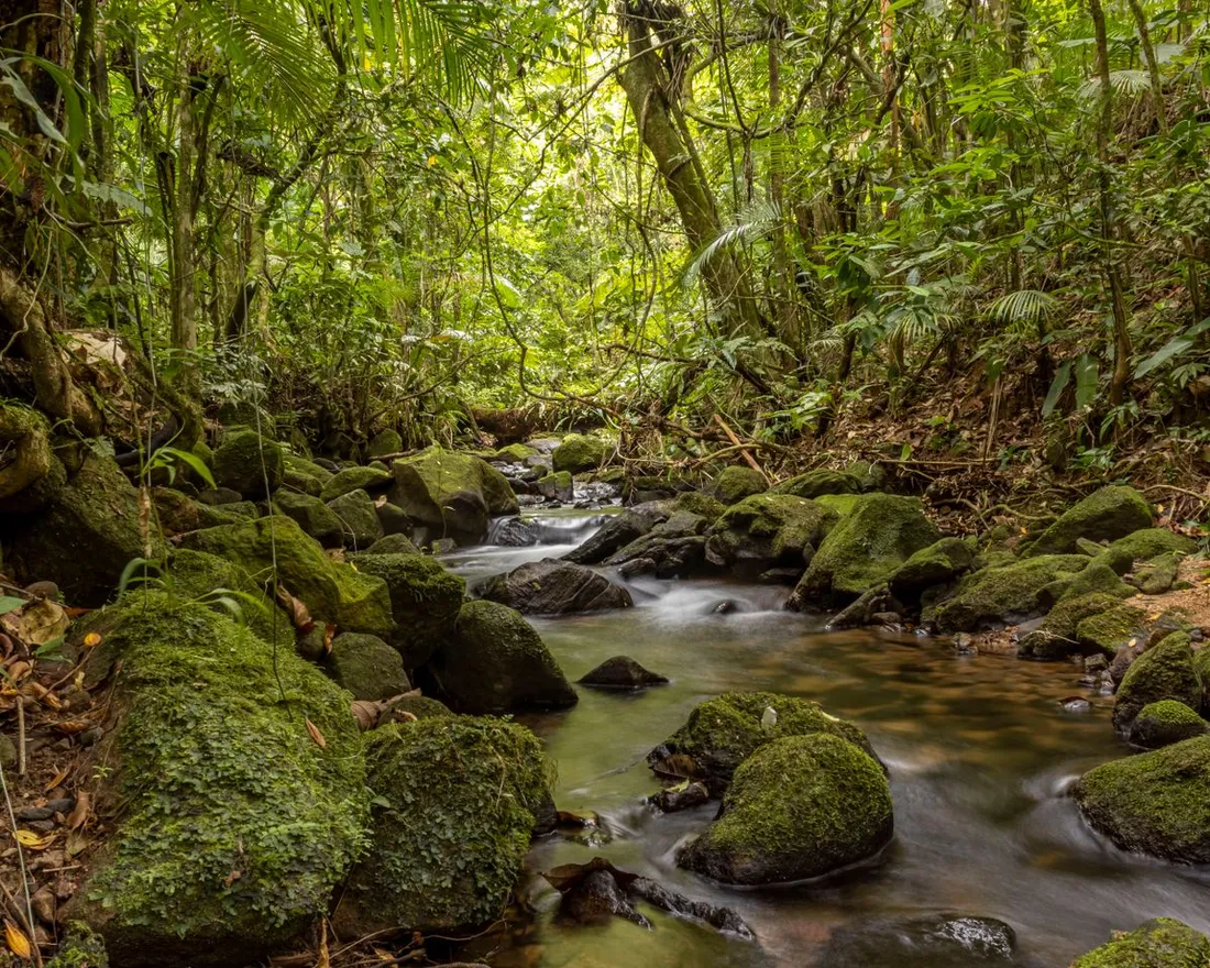 Forêt équatoriale dense et humide traversée par une rivière en Guyane, végétation tropicale luxuriante